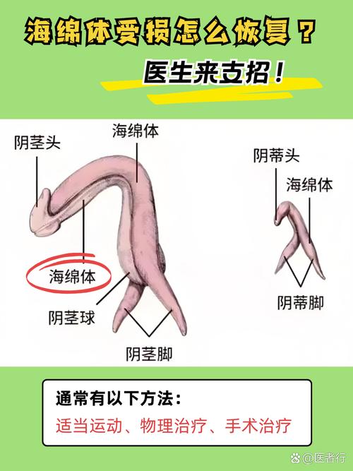 鼻子有海綿體嗎