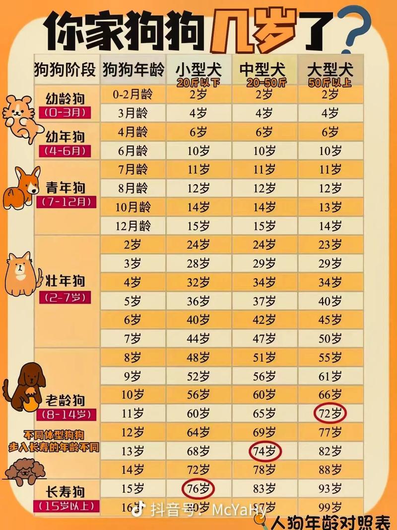 狗狗幾歲算老犬