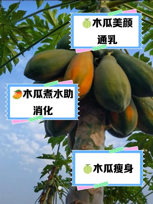 木瓜怕水嗎