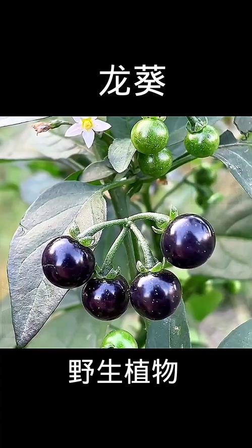 龍葵是什麼東西